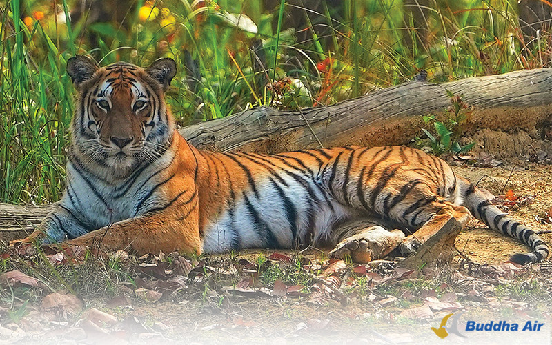 Tiger - Wildlife Conservation and Tourism